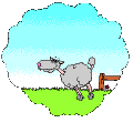 mouton1
